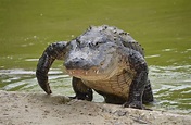 File:Alligator, Florida.jpg - Wikimedia Commons
