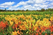 Blooming Lilies in the Field Photograph by Regina Geoghan - Fine Art ...