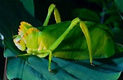 Katydid Insect