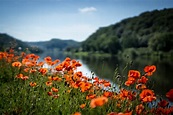 nature, river, flowers, red flowers, plants, poppies | 2560x1700 ...