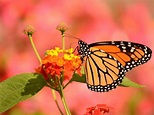Butterfly Garden Benefits: How Are Butterflies Good For The Garden