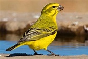 Canario Amarillo | Características del canario amarillo