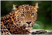 Leoparden Foto & Bild | tiere, natur Bilder auf fotocommunity