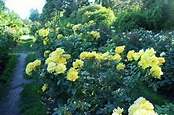 Path Through Roses Photograph by Art Spectrum