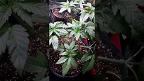first attempt grow cannabis Jungle Boys Seeds - YouTube