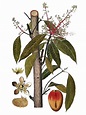 Mangifera indica. Flora de Canarias: dibujos