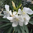 Photo #58486 | Nerium oleander 'Hardy White' | plant lust