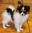 Training Papillon Puppies: Introducing a New Puppy or Dog to your Household