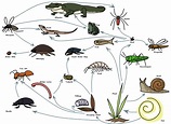 Food Chain - Everglades Ecosystem