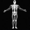 x-ray skeleton xray body human obj
