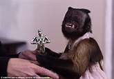 Crystal the monkey accepts lifetime achievement award at the Pawscars ...