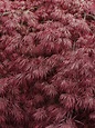 Does My Japanese Maple Have Leaf Scorch? - North American Tree Service