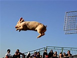 ¡Ahora los cerdos vuelan! — FMDOS