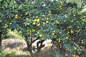 Ficha del Citrus reticulata - Todo Árboles | Todo Árboles