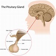 Radiological Anatomy: Pituitary Gland - Stepwards