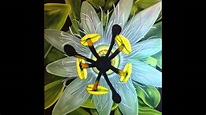 Botanical Art by American Artist Scott Carle, Passion Flower - YouTube