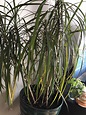 Yellowing dracaena marginata after recent repotting-help, how can I ...