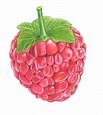 Colored drawing of a raspberry | Акварельные иллюстрации, Картины ...