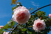 Englische Rosen: Die 15 schönsten Sorten - Plantura