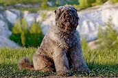 Bouvier des Flandres Dog Breed Information and Characteristics | Daily Paws