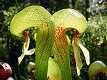 Darlingtonia_californica - Carnivorous Plant Resource