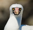 Bobo Blanco Enmascarado Que Se Sienta En Las Rocas Las Islas De Las ...