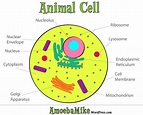 Lysosomes | AmoebaMike