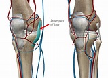 Medial Collateral Ligament Injury (MCL)