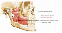 Medial Pterygoid Muscle – Earth's Lab