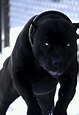 720P free download | Pit bull, black, dog, dogs, pitbull, HD phone ...