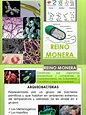 6. REINO MONERA.pdf | Archaea | Procariota