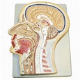 Sagittal Section of Head Model - 12 in. x 8 in. x 3 in. – Nasco Healthcare
