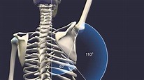 Scapulohumeral Rhythm | Shoulder, Scapular, Yoga anatomy