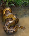 Giant green anaconda in the Amazon basin . Please follow @james.lewin ...