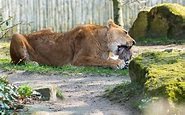 Löwe in Berlin: "Jeder kann sich einen Löwen halten" - Interview mit ...