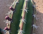 Stenocereus Huastecorum Pitayo Pitaya Topcut 6-12 Inches Midcut Cactus ...