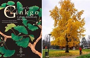 "Ginkgo, L'albero dimenticato dal tempo": il libro di Peter Crane alla ...