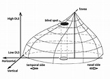 2. Three-dimensional representation of the differential light ...