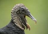 NETN Species Spotlight - Turkey and Black Vultures (U.S. National Park ...