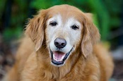 5 consejos para perros ancianos - Blog de CIM Formación