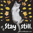 Stay still. | Kawaii English