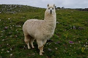 Free photo: Lama - Animal, Camel, Wild - Free Download - Jooinn