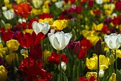 Blooming Gardens: 4 Of The Best Flowers To Plant This Spring - Bruzzese ...