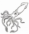 Realistic Squid Drawing at PaintingValley.com | Explore collection of ...