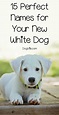 50 Perfect White Dog Names For Your New Puppy