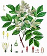 Blumen-Esche Fraxinus ornus Beschreibung Steckbrief Systematik