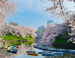 [Official] Chiyoda City Sakura Festival｜Official Tourism Site of ...
