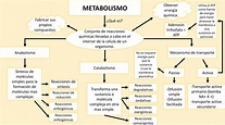 Metabolismo Mindmeister Mapa Mental Images
