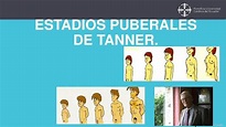 Estadios Puberales de Tanner | Facultad de Enfermería | Salud | uDocz