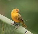 Saffron Finch Facts, Pet Care, Temperament, Feeding, Pictures | Singing ...